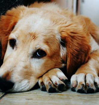 National Rescue Dog Day 2022