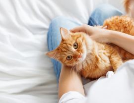 Everything You Need To Know About International Cat Day