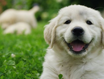 International Dog Day: 7 Ways to Celebrate